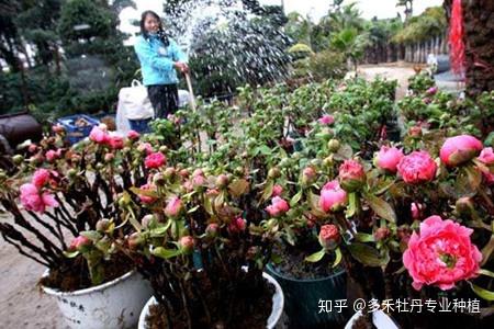 白术种植条件和技术_种植白术家庭技术视频_白术家庭种植技术