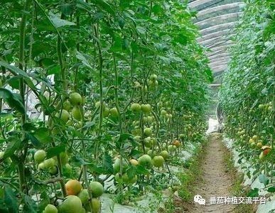 西红柿养殖技术视频_西红柿养殖技术_西红柿养植方法