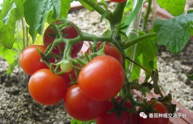 西红柿养殖技术视频_西红柿养殖技术_西红柿养植方法