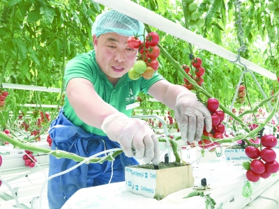 韩春白菜病虫害防治：傅亚萍对的“碧绿翡翠小冬瓜”点评