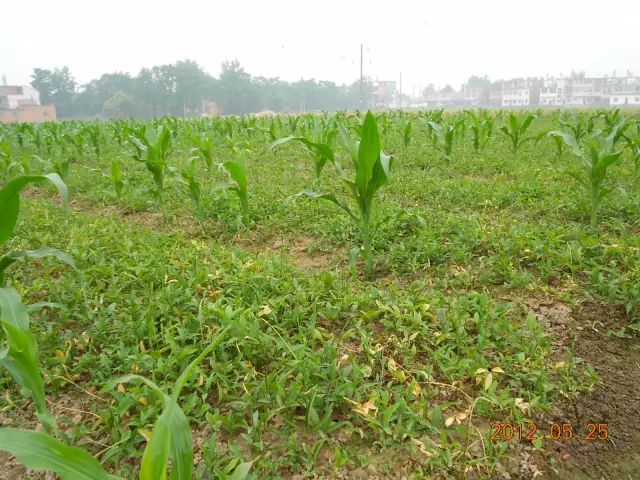 致富种植什么_致富种植业_致富种植什么比较赚大钱