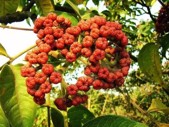 致富种植什么_致富种植什么比较赚大钱_致富种植业