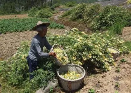 致富种植业_致富种植什么比较赚大钱_致富种植什么