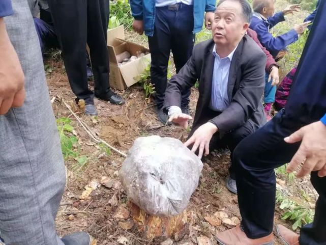 豇豆种植技术与管理视频_豇豆种植基地_洋县种植豇豆致富