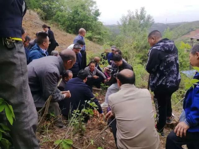 洋县种植豇豆致富_豇豆种植基地_豇豆种植技术与管理视频