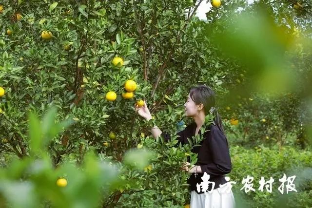 种植芦柑致富吗_致富种植芦柑视频_芦柑种植技术与管理