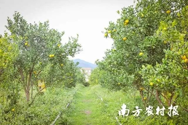 芦柑种植技术与管理_种植芦柑致富吗_致富种植芦柑视频