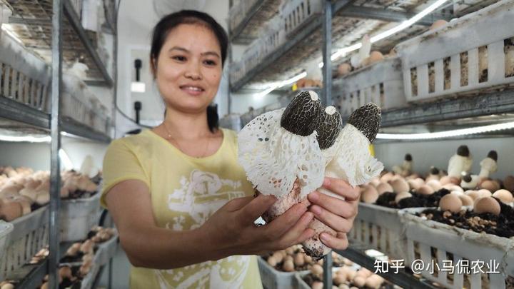 东北有香菇种植基地吗_东北香菇种植技术_香菇东北种植技术视频