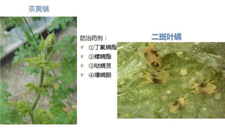 北京附近西瓜种植基地_致富经种西瓜北京_致富经种西瓜致富的事