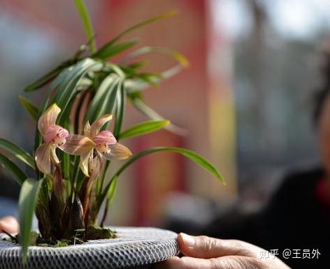 白术种植条件和技术_白术家庭种植技术_种植白术家庭技术有哪些