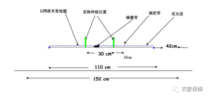 西红柿养殖过程_西红柿养植方法_西红柿养殖技术