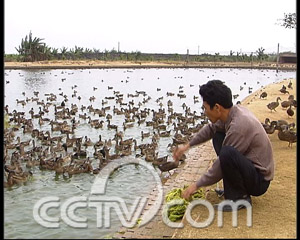 养海鸭子前景_致富经海鸭养殖视频_致富经养殖海鸭子