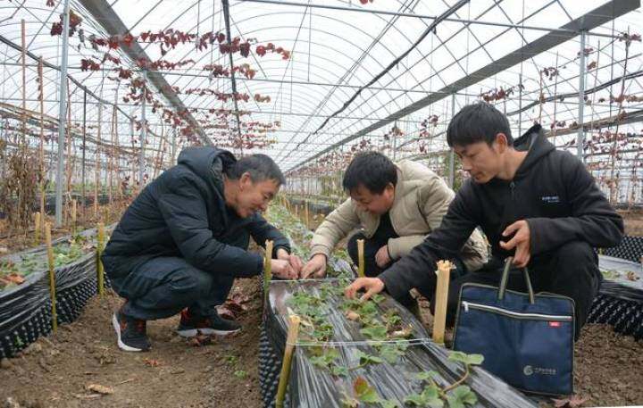 陆良县活水乡：山地特色产业助推乡村振兴