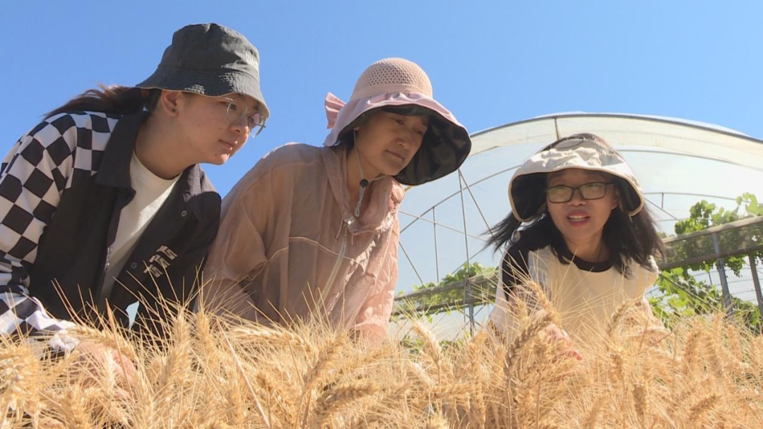 成效作物优质推广经验怎么写_优质作物推广成效及经验_推广优良品种