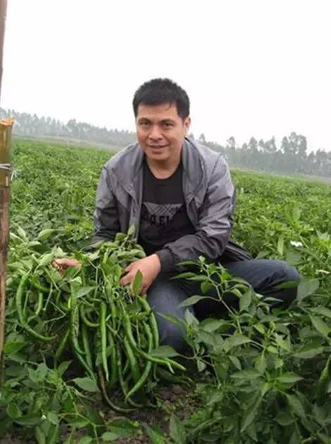 致富经辣椒种植视频_致富经河南男子种辣椒_河南种植辣椒