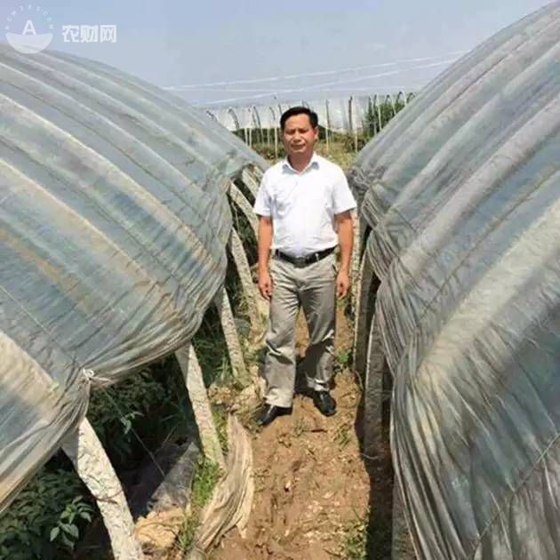 致富经辣椒种植视频_河南种植辣椒_致富经河南男子种辣椒