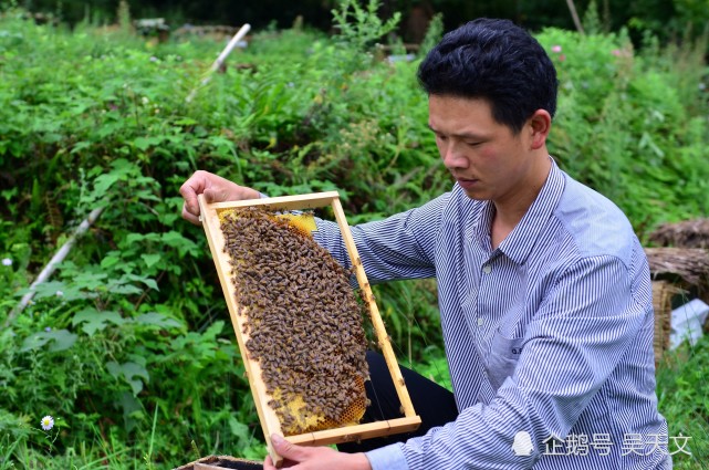 致富经竹菌_致富经菌菇种植_竹菌菌种生产配方