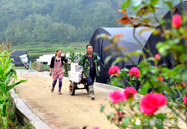 致富经菌菇种植_竹菌菌种生产配方_致富经竹菌