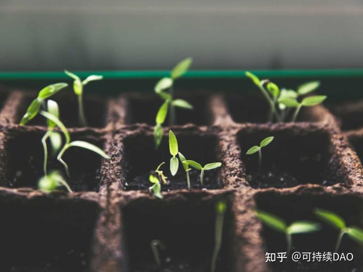 种植白术家庭技术有哪些_白术种植条件和技术_白术家庭种植技术