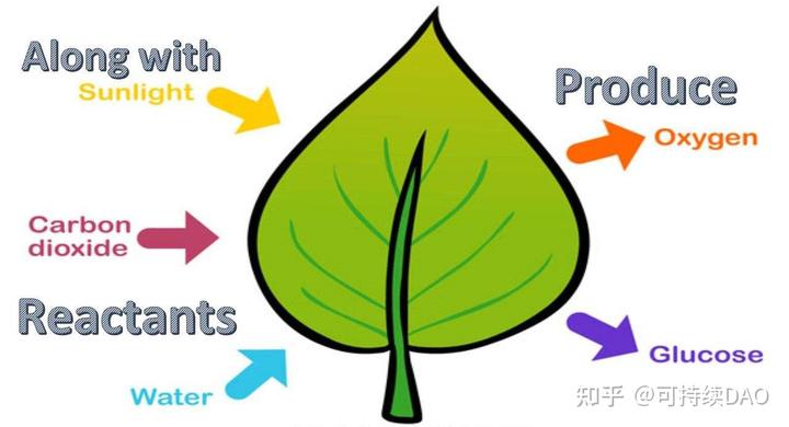 白术种植条件和技术_白术家庭种植技术_种植白术家庭技术有哪些