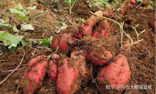 致富经种植特殊红薯_种红薯致富经_红薯的种植效益