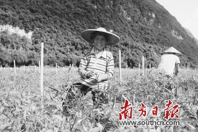 清远阳山：秤架瑶族乡打造辣椒种植基地种火红辣椒 过红火日子