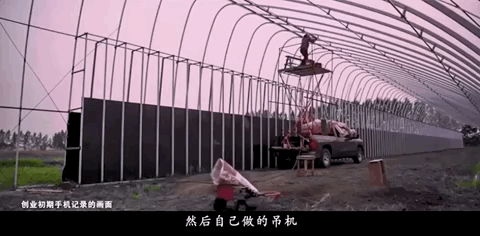 大棚芸豆种什么品种好_大棚芸豆高效栽培技术_大棚芸豆种植技术视频