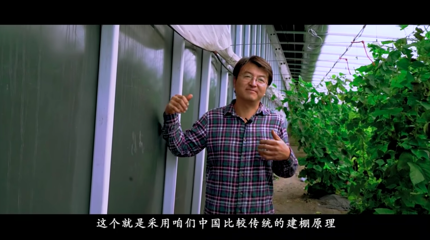 大棚芸豆高效栽培技术_大棚芸豆种什么品种好_大棚芸豆种植技术视频