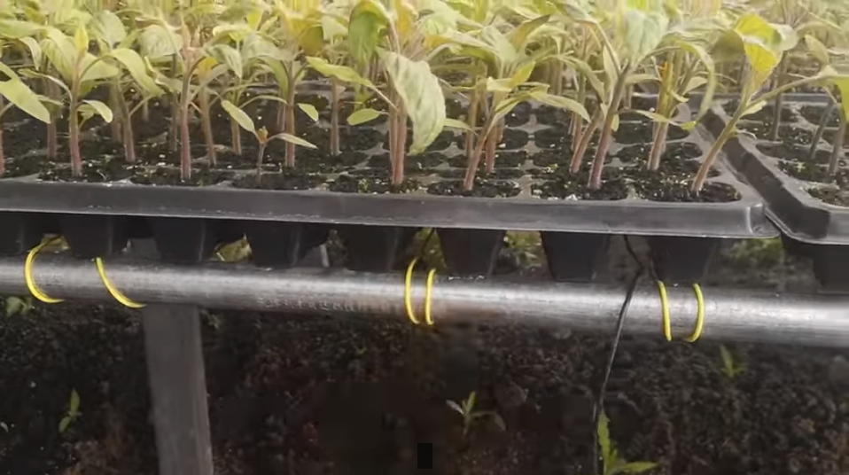 大棚芸豆种植技术视频_大棚芸豆种什么品种好_大棚芸豆高效栽培技术