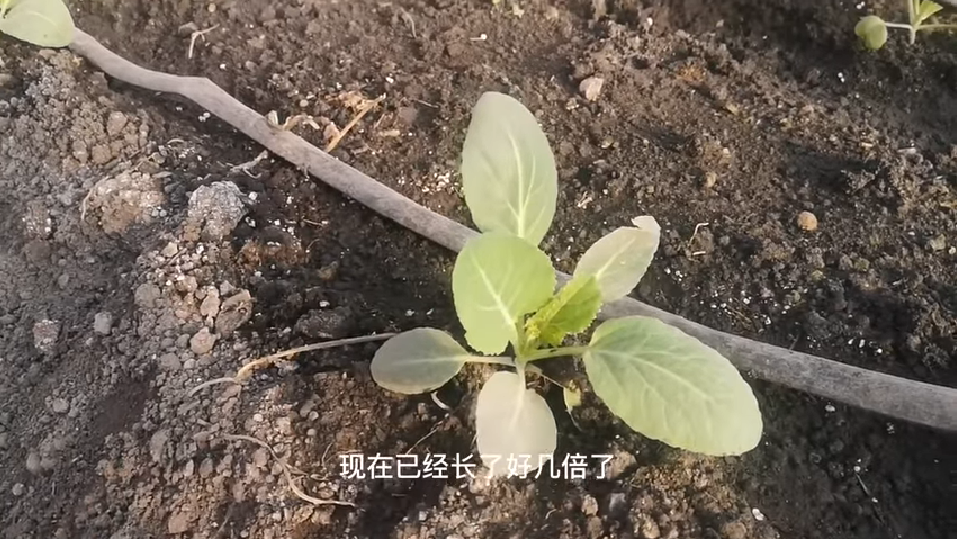大棚芸豆高效栽培技术_大棚芸豆种什么品种好_大棚芸豆种植技术视频