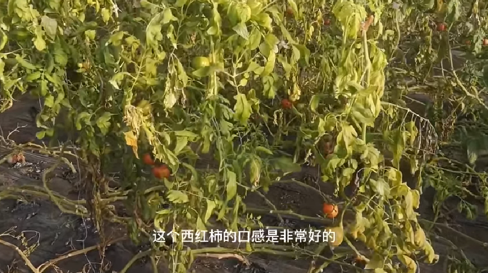 大棚芸豆高效栽培技术_大棚芸豆种植技术视频_大棚芸豆种什么品种好