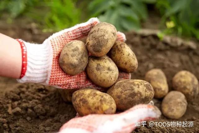 【未来农业】我国生物技术育种现状与发展趋势