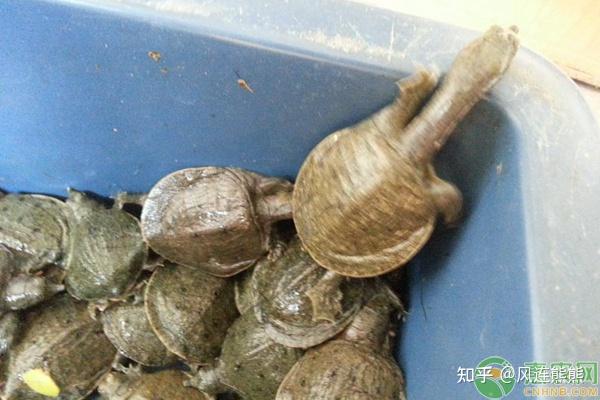 温室甲鱼养殖技术视频_温室甲鱼养殖场_致富经温室甲鱼养殖技术