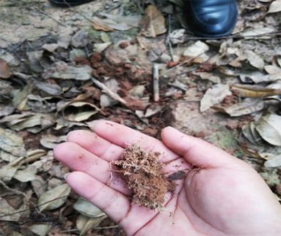 种树技术要点_按树种植管理技术_种植树木的流程