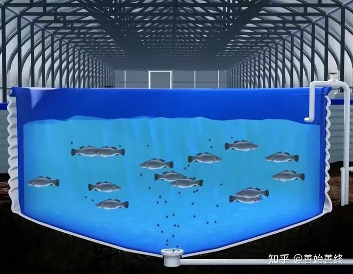 致富经高密度养鱼技术视频_致富经高密度养鱼_致富经欧施春高密度养鱼