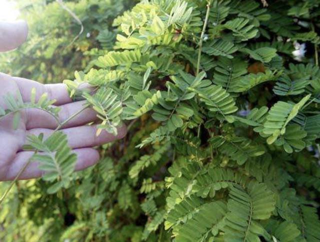 因种植鸡骨草致富的人_种植鸡骨草的技术视频_种植鸡骨草经济效益