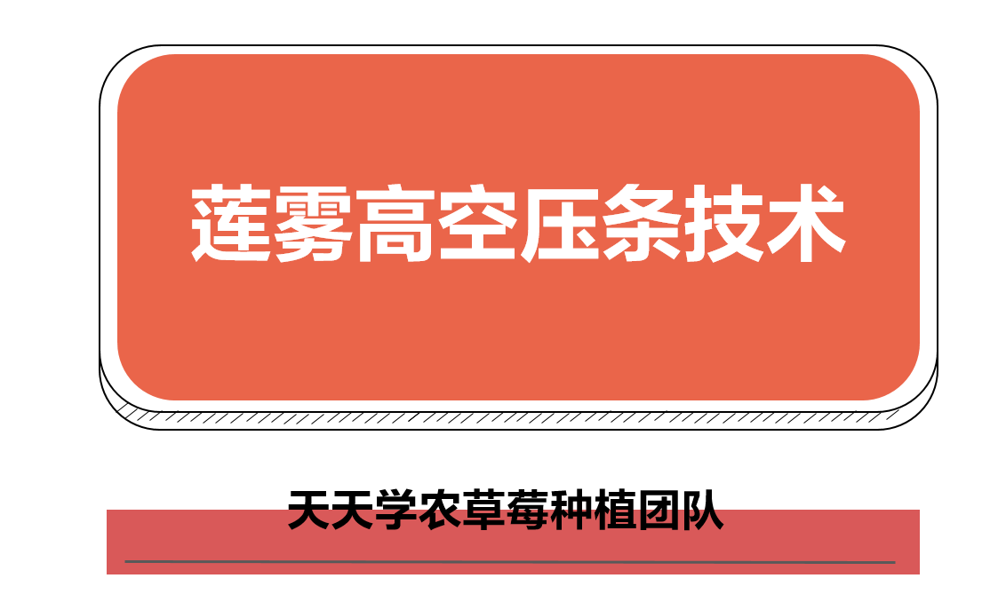 莲雾高空压条，一株变多株！这样环剥、包泥团、扎袋子！生根快！