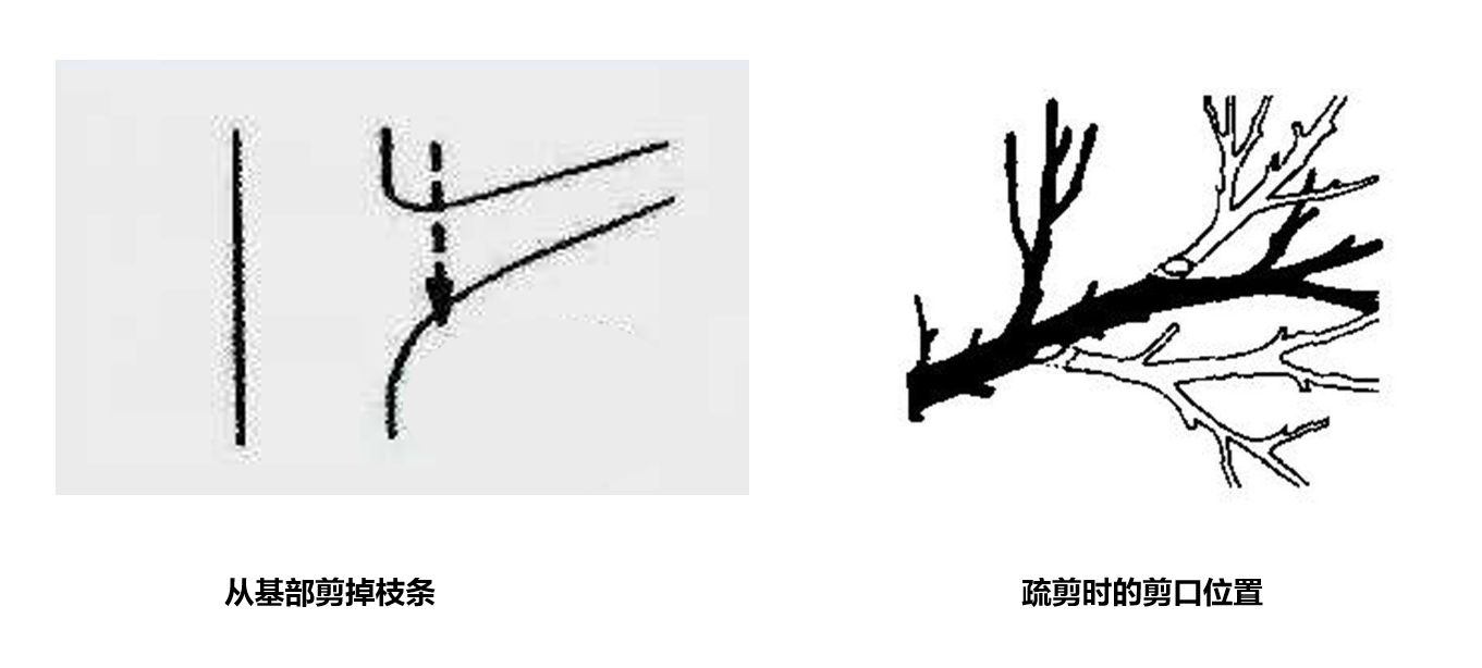 海南莲雾怎么吃图解_致富经海南莲雾种植技术_海南莲雾种植基地