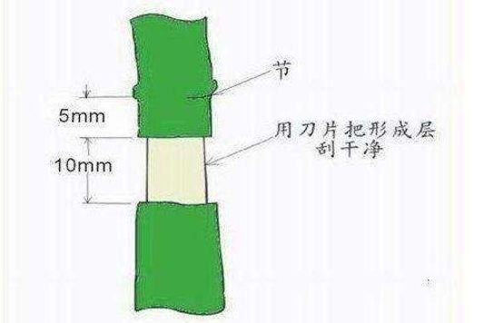 致富经海南莲雾种植技术_海南莲雾怎么吃图解_海南莲雾种植基地