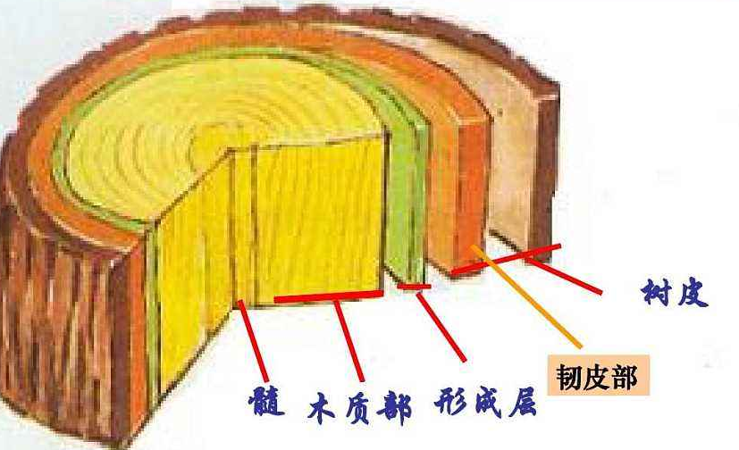 海南莲雾种植基地_海南莲雾怎么吃图解_致富经海南莲雾种植技术