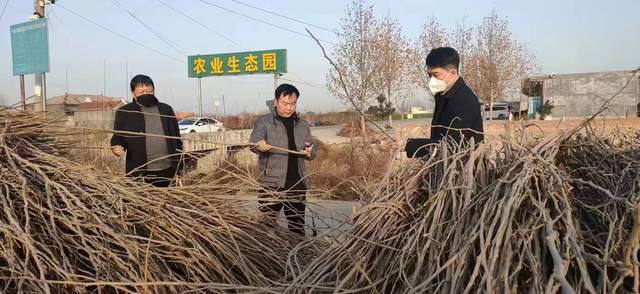 种植桑树致富_致富种植桑树图片_致富种植桑树视频