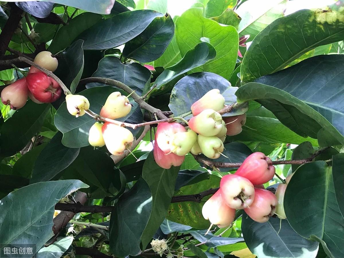 致富经海南莲雾种植技术_海南莲雾种植成本_海南莲雾有哪些品种