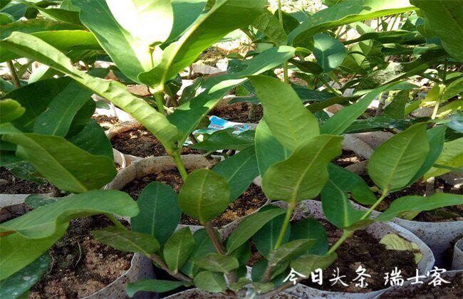 致富经海南莲雾种植技术_海南莲雾有哪些品种_海南莲雾种植成本