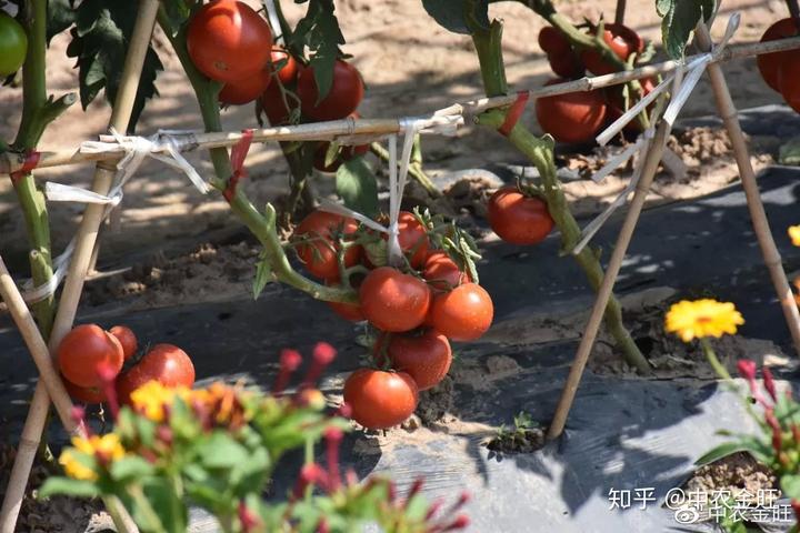 河北露地西瓜种植技术_河北地区西瓜种植时间_西瓜河北种植露地技术要求