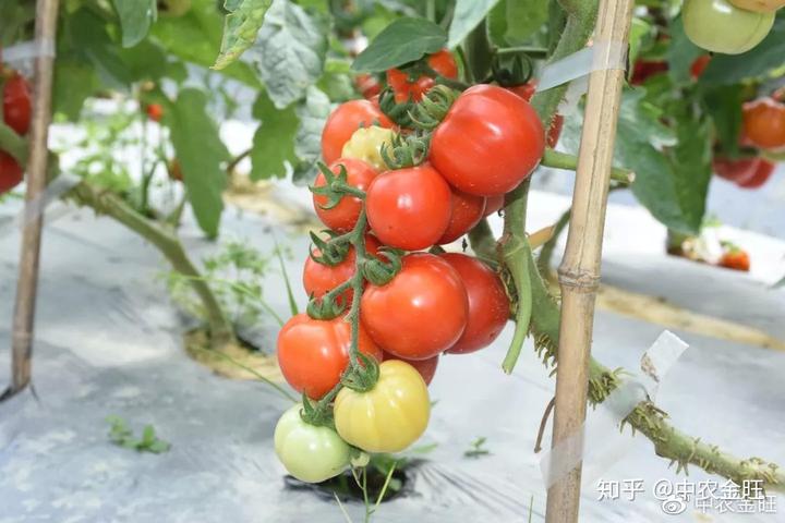 河北地区西瓜种植时间_河北露地西瓜种植技术_西瓜河北种植露地技术要求