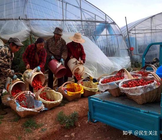 怎样种植白术_白术家庭种植技术_种植白术家庭技术有哪些