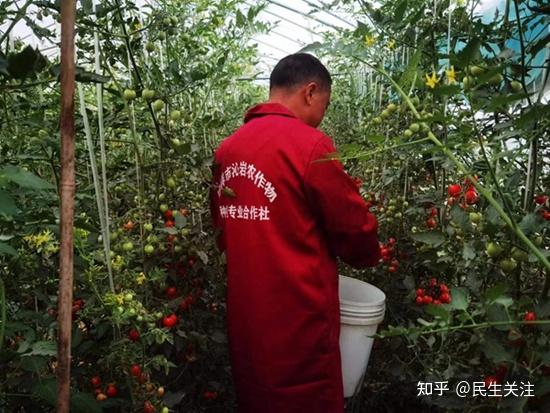 怎样种植白术_白术家庭种植技术_种植白术家庭技术有哪些