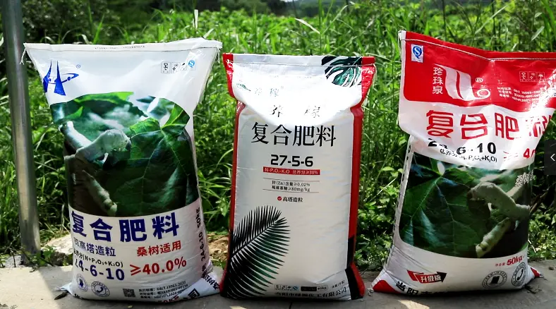 种植桑树前景如何_致富种植桑树视频_种植桑树致富