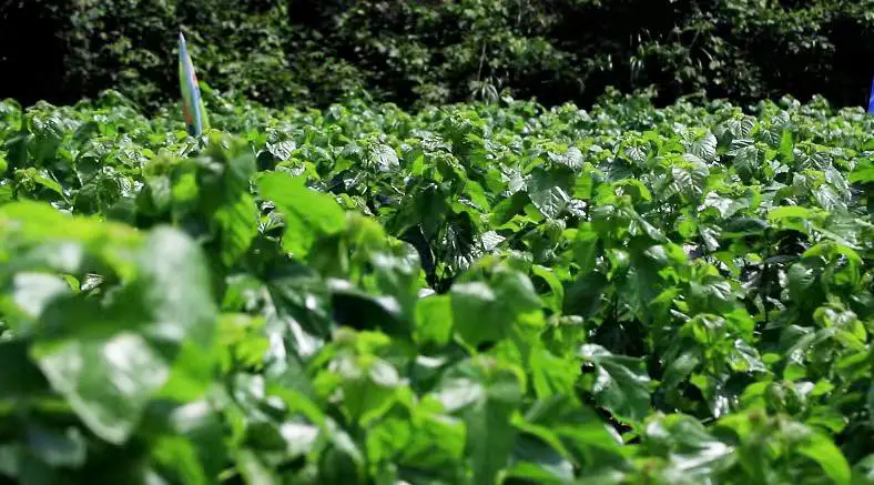 致富种植桑树视频_种植桑树前景如何_种植桑树致富