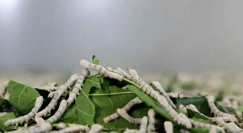 种植桑树致富_致富种植桑树视频_种植桑树前景如何